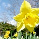 Spring... almost here! Photo by Dean Ward (promanex on flickr). Used under Creative Commons license.