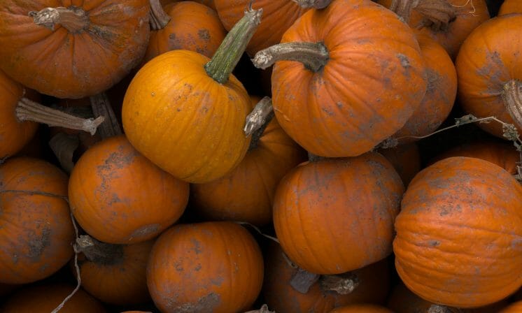 Recipe: pumpkin beef chilli