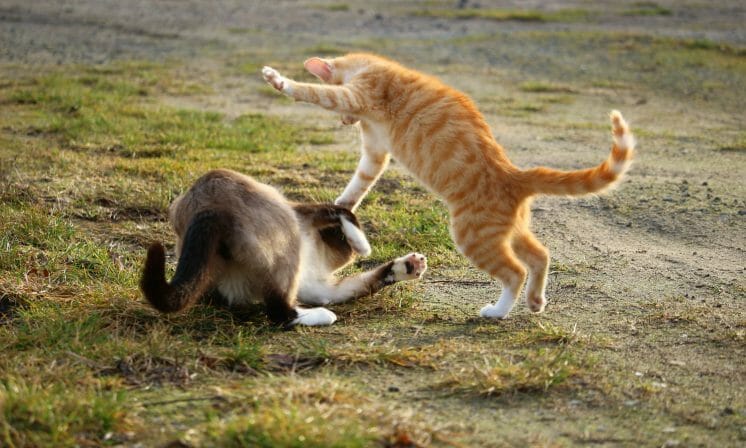 Perry vs. Swift: the tumultuous rivalry