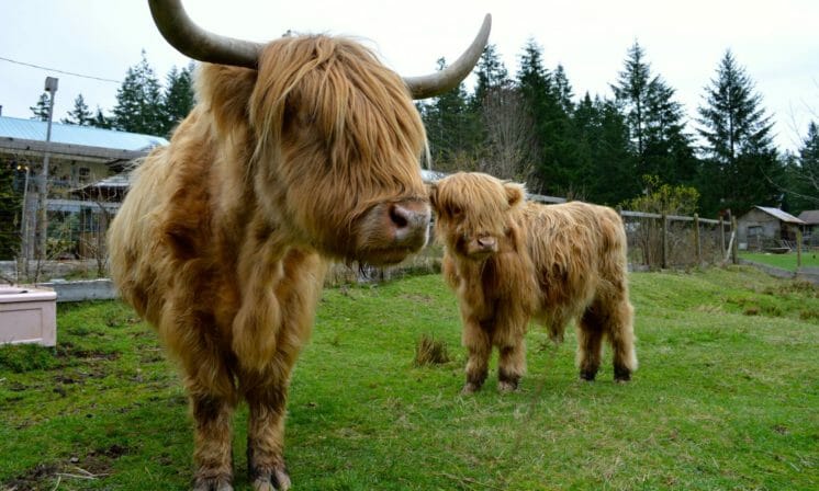 Dog is the new cow