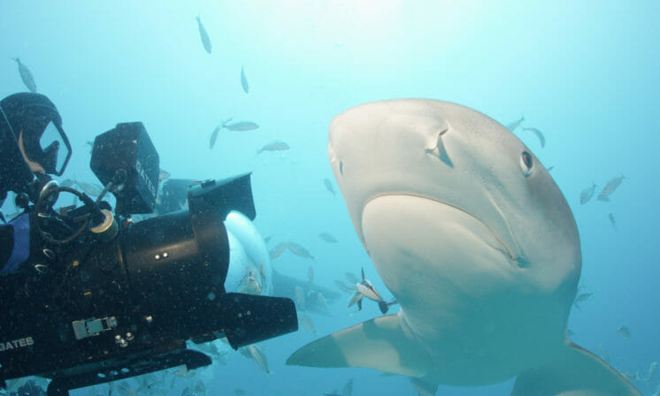 Finning a Dalhousie Connection: Sharkwater Extinction premieres at FIN
