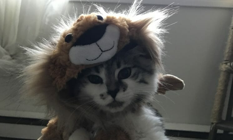 Pet costumes ain’t your business