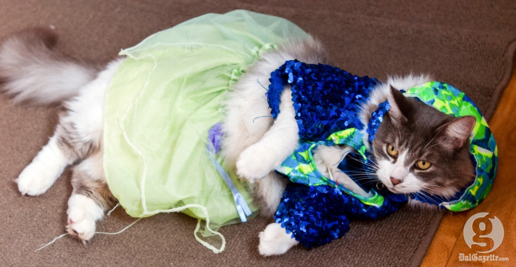 What sort of weird psychological complex are you instilling in your cat-turned-princess? (Matt McGlynn photo)