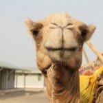 A camel nicknamed Frank. (Bryn Karcha photo)