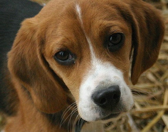 Science says you should look at cute things