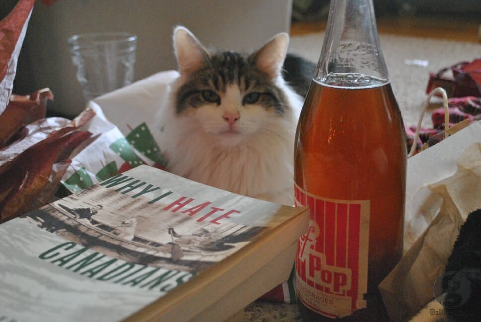 Coquin the cat observes a freshly brewed pint. (Kat Moore photo)