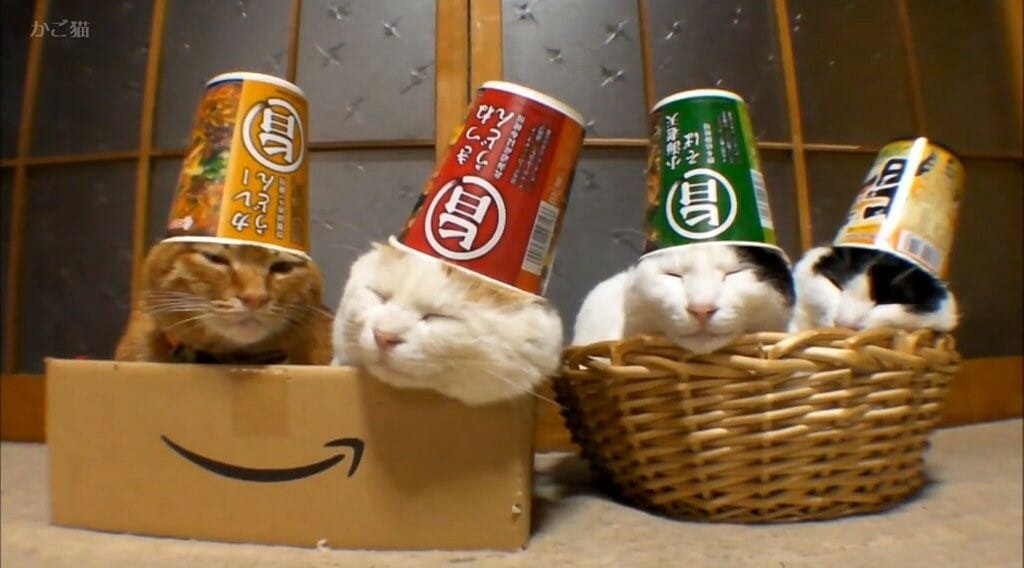 kitty11