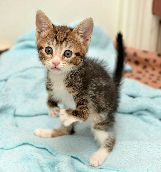 kitty3