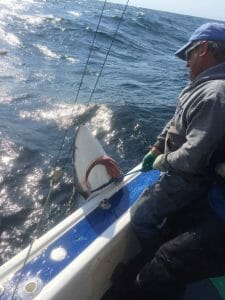 Reeling in the Blue Shark.