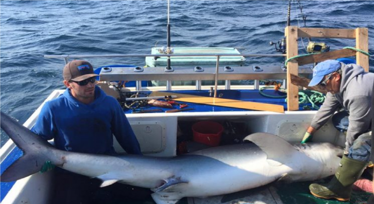 Captain Gaetan helps Dal students tag the blue shark they reeled in.