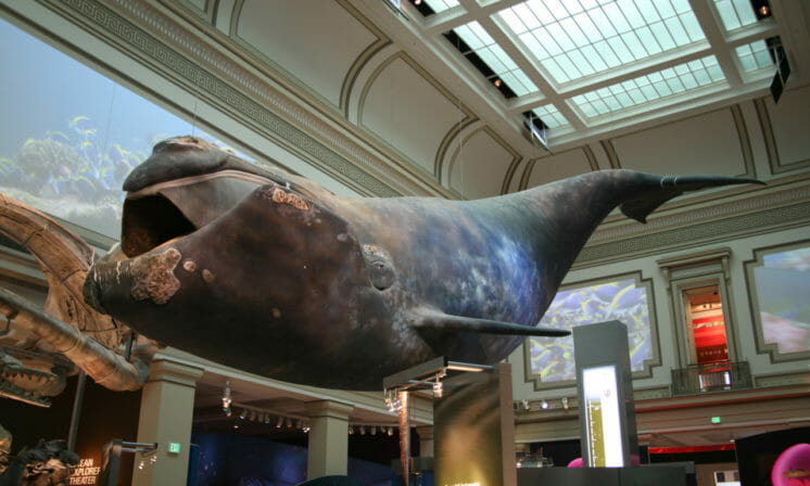 The call of the North Atlantic right whale