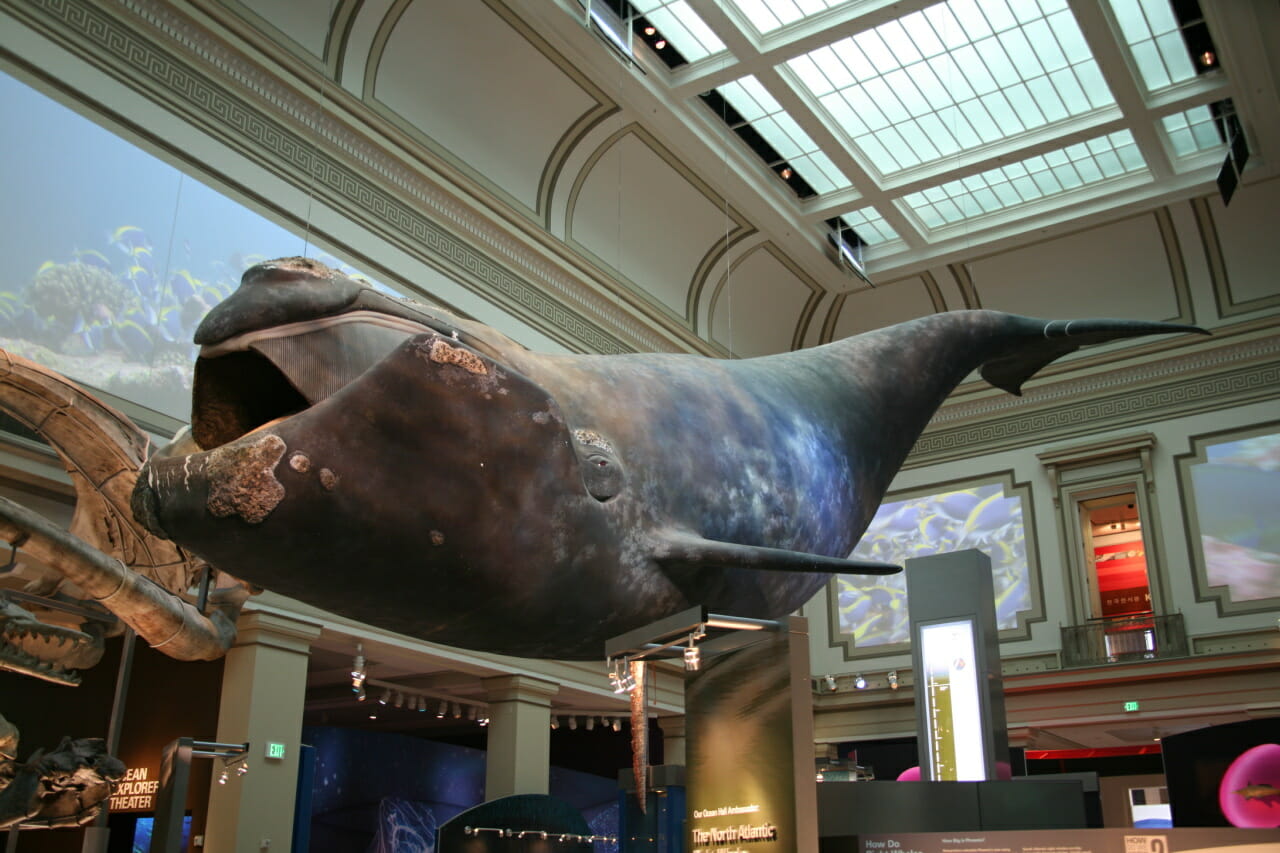 A model of a North Atlantic right whale in a museum.
