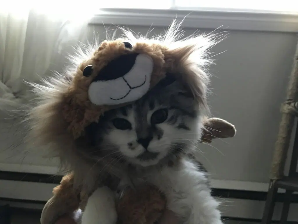 A photo of Charliecat.