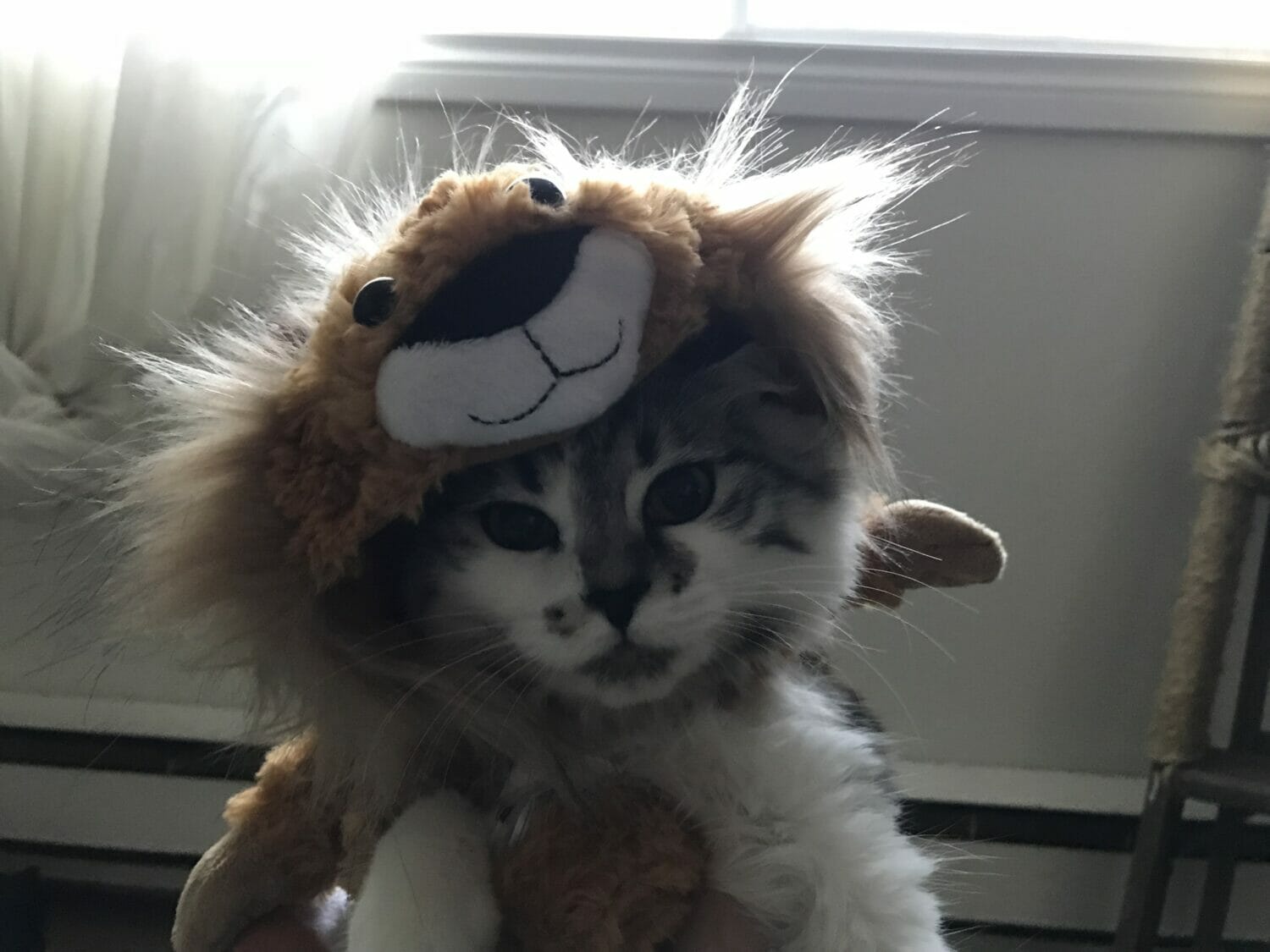 A photo of Charliecat.