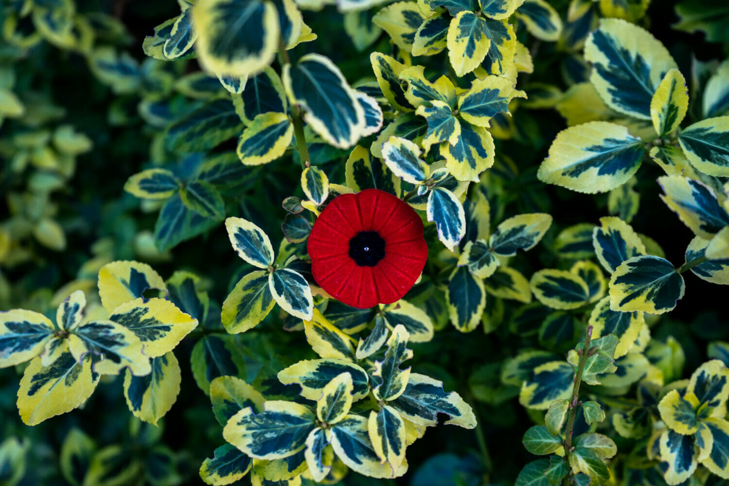 An artificial poppy.