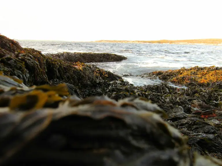 In this image: Seaweed on the coast of the ocean.