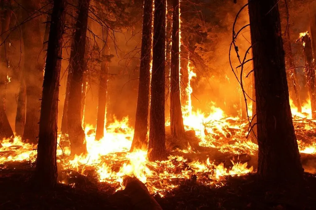 In this image: A forest fire.