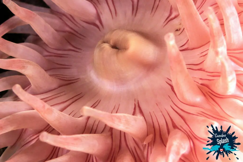 In this image: A northern red anemone.