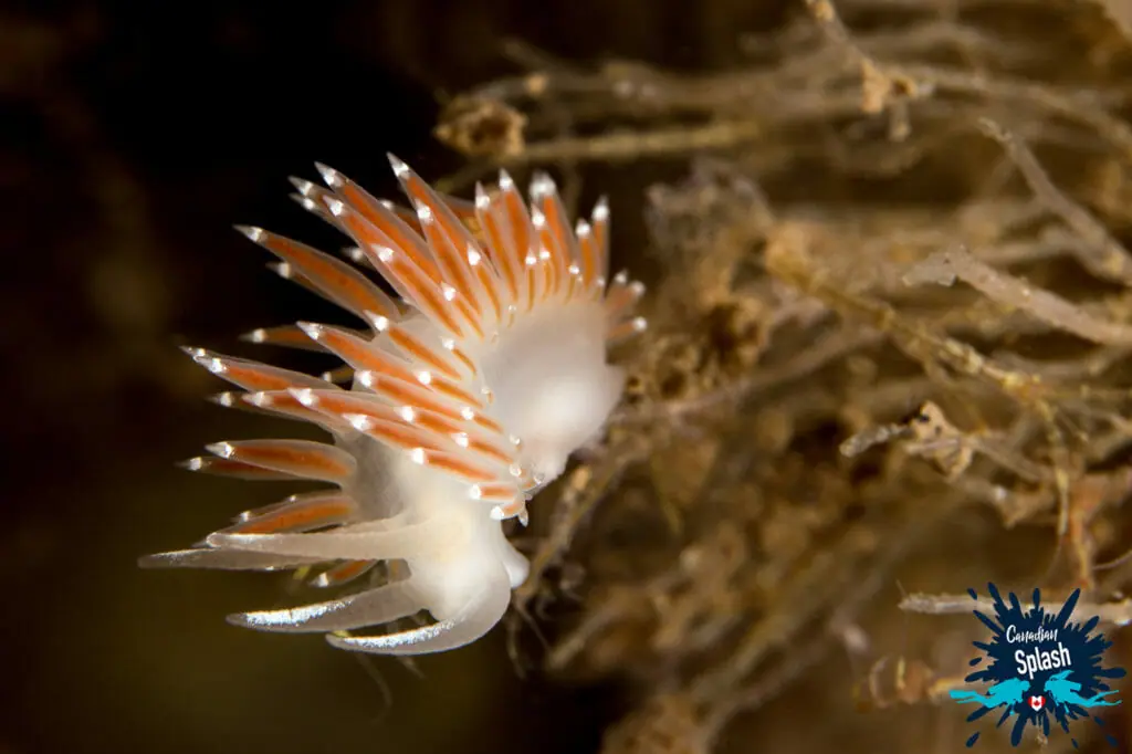 In this image: A red gilled nudibranch.
