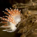 Canadian-Splash-Red-Gilled-Nudibranch-from-Deer-Island-Scuba-Diving,-New-Brunswick