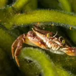 Canadian-Splash-Rock-Crab-Macro-Hidding-in-Green-Dead-Man’s-Fingers,-Indian-Harbour,-Paddy’s-Head-Dive-Site,-Nova-Scotia