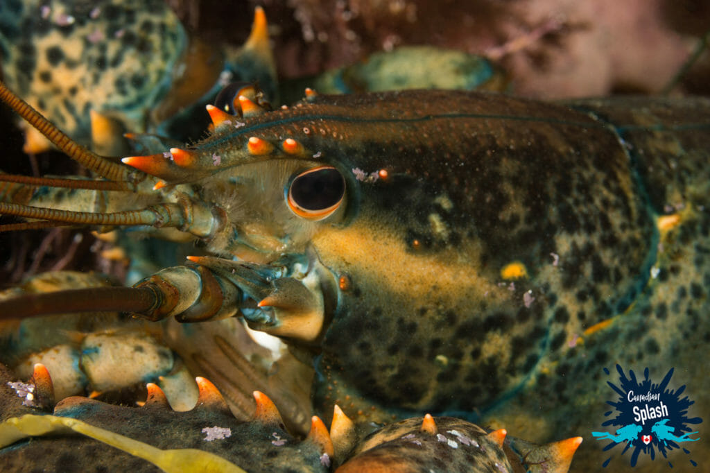 In this image: A lobster.