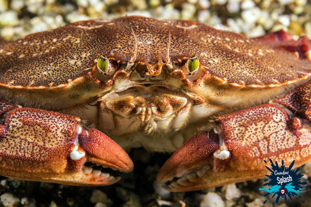 In this image: The front of a rock crab.