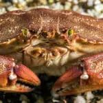 Front-of-a-Rock-Crab-Paddy’s-Head- Nova-Scotia