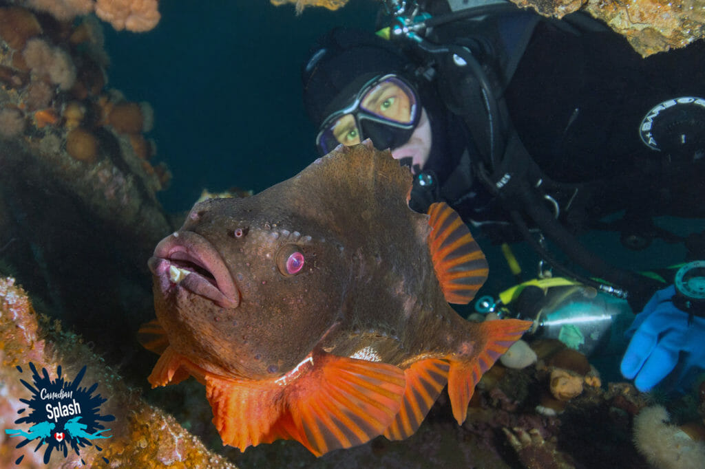 In this image: Joey an a Red Male Lumpfish.