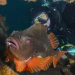 Scubadiving3_AliPostma