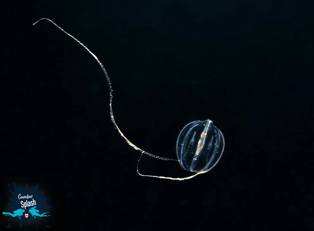 In this image: A sea gooseberry.