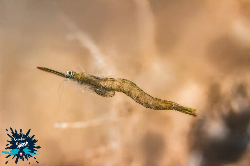 In this image: A small shrimp.