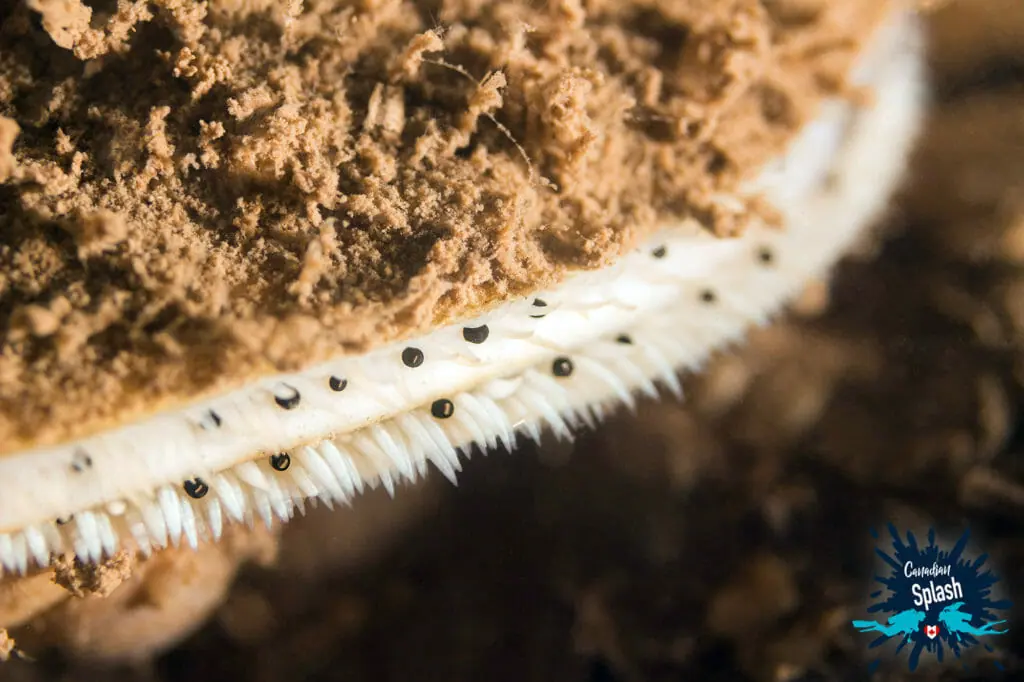 In this image: The details of a scallop.
