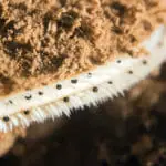 The-Beady-Black-Eyes-of-a-Scallop-on-the-Bottom-of-the-Bay-of-Fundy,-Saint-John,-New-Brunswick,-Canada