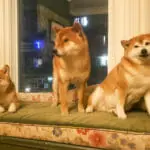Coburg dogs2