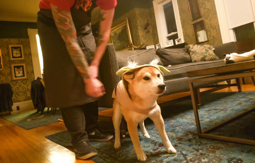 In this image: Odin models his new Baby Yoda costume.