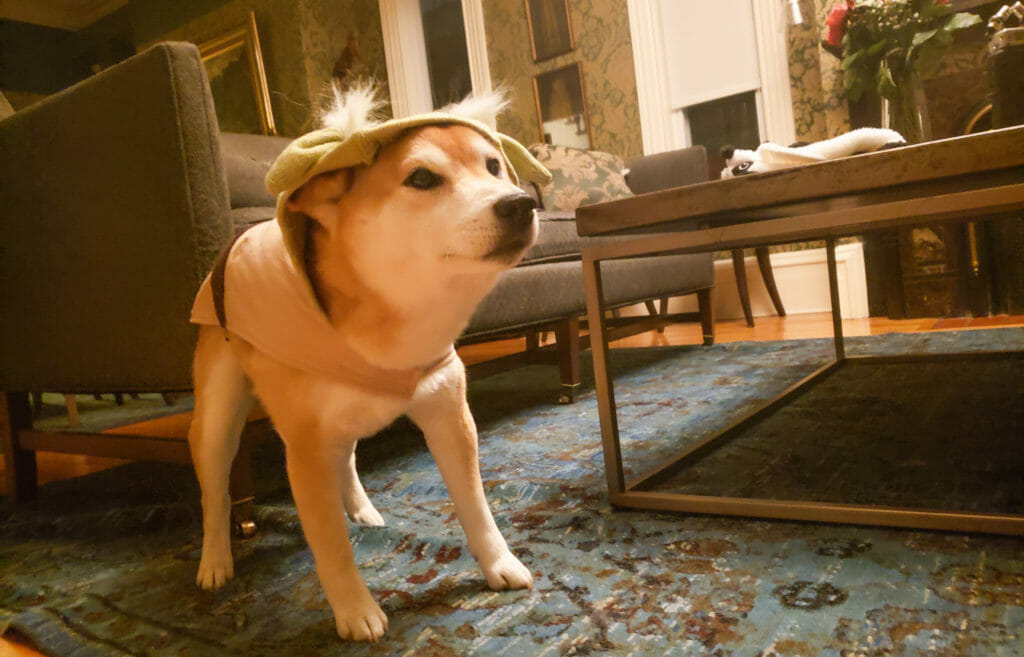 In this image: Odin models his new Baby Yoda costume.
