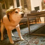 Coburg dogs4
