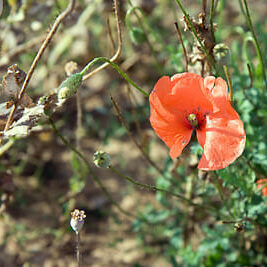 Photo by Petr Kratochvil, via http://www.freestockphotos.biz/