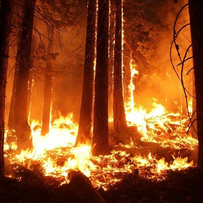 In this image: A forest fire.