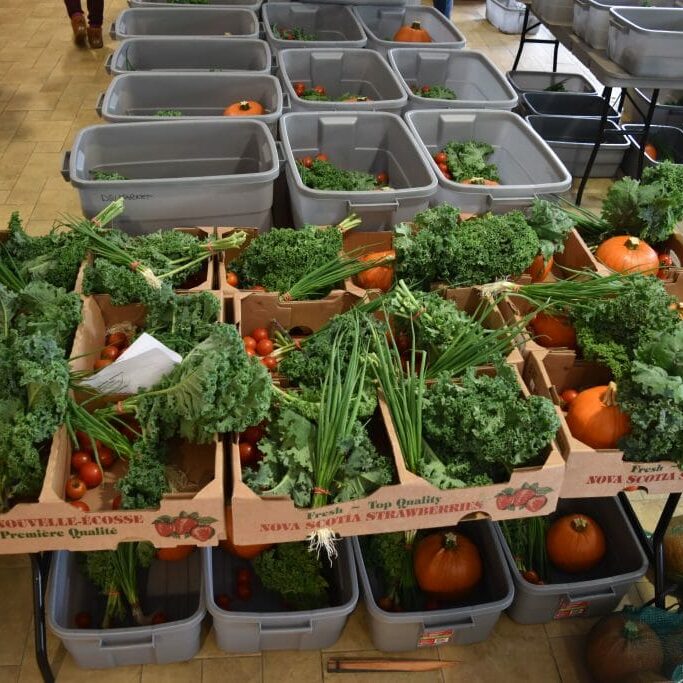 DSC_0124 We are surrounded by nutrient dense food and it is just up to us to find it and invest in our health and our future.
