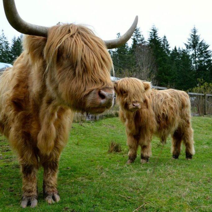 Dog is the new cow Dog is the new cow