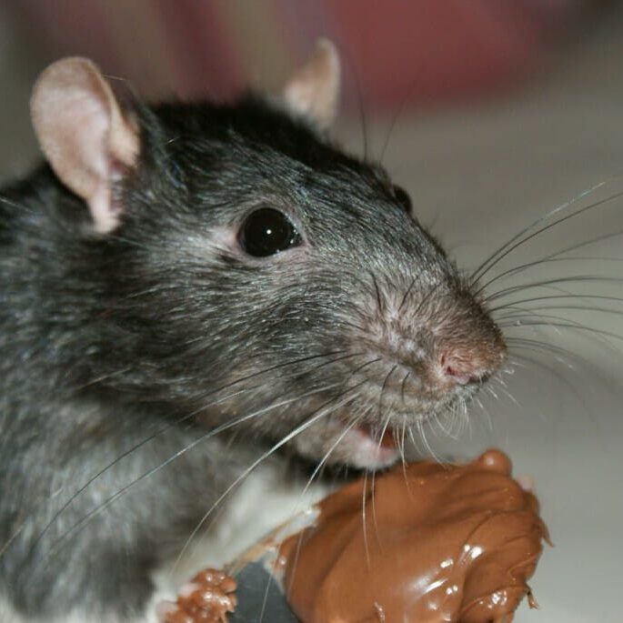 Rats and mice can be heard in the ceilings of the LSC, says Simon Gadbois. (Photo by Ichtertz Agnes via PublicDomainPictures.net)