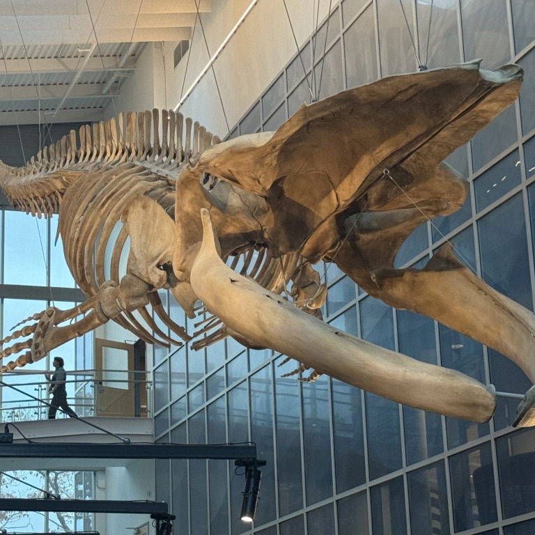 A blue whale skeleton hangs from the ceiling of the Beaty Centre for Marine Biodiversity at Dalhousie University on Oct. 27, 2025 (Jonas May/The Dalhousie Gazette) 