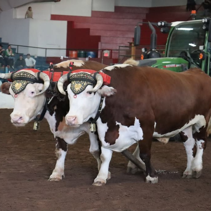 The Hants County Exhibition ox pulls take place in Windsor, Nova Scotia, on Sept. 18, 2026. (Neil Kehler/The Dalhousie Gazette)