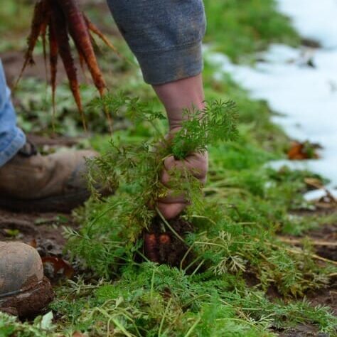 Carrot harvesting