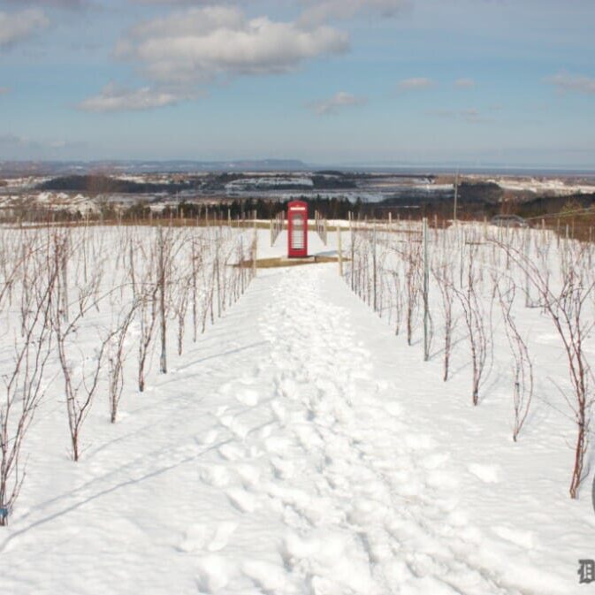 In Luckett Vineyard, you can use this phone booth to call any loved one for free. (Jessica Emin photo)