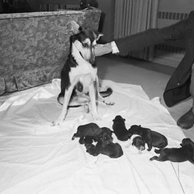Photograph of an unidentified person with a dog and puppies at Howe Hall (c) Dalhousie University Archives