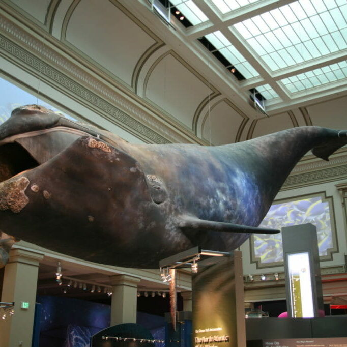 A model of a North Atlantic right whale in a museum.