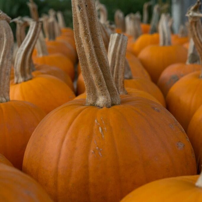 Picture perfect pumpkins appear on social media since Fall began, but we all know that pumpkins are never that nice.